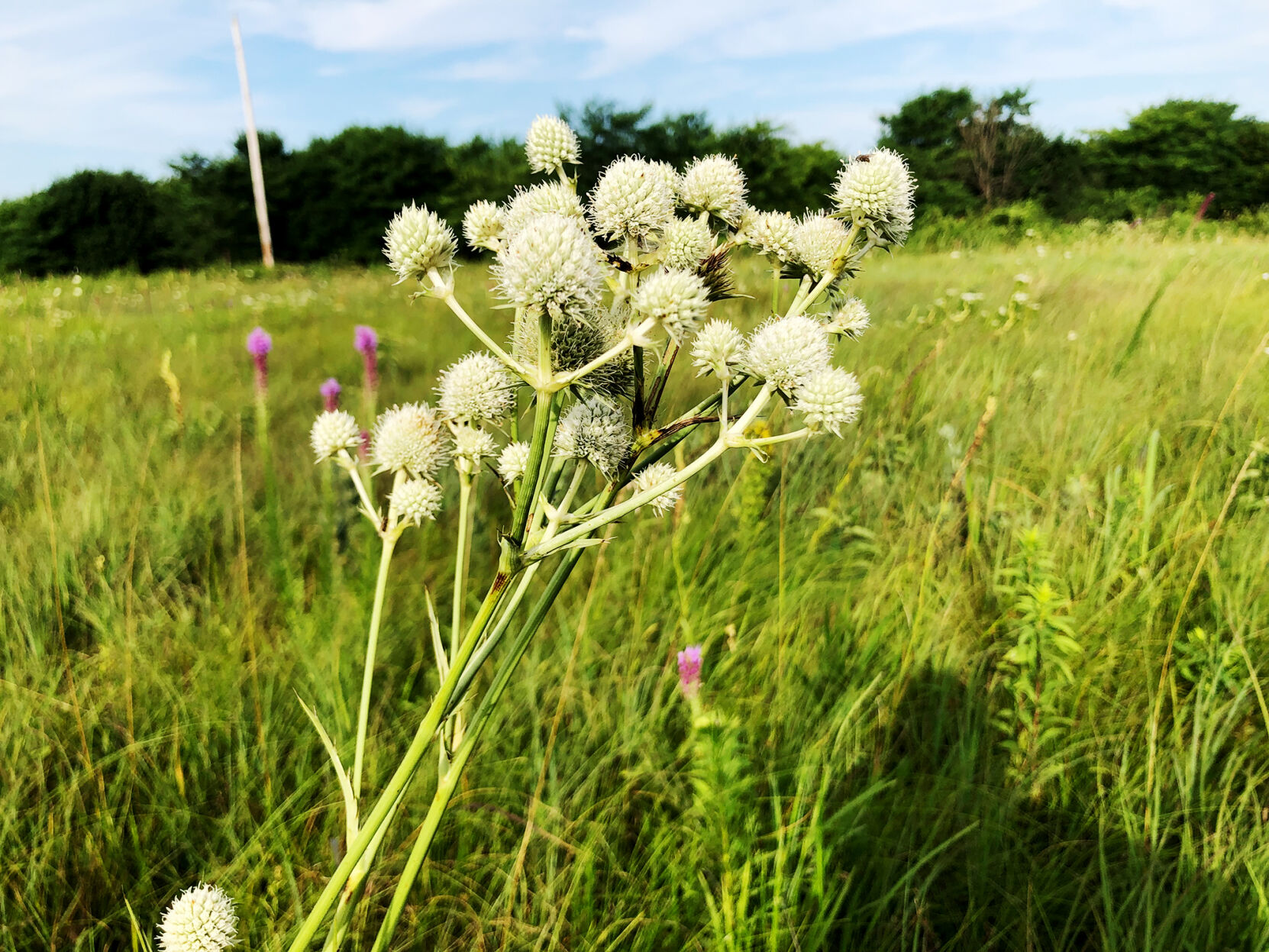 072121 Prairie Picture 4